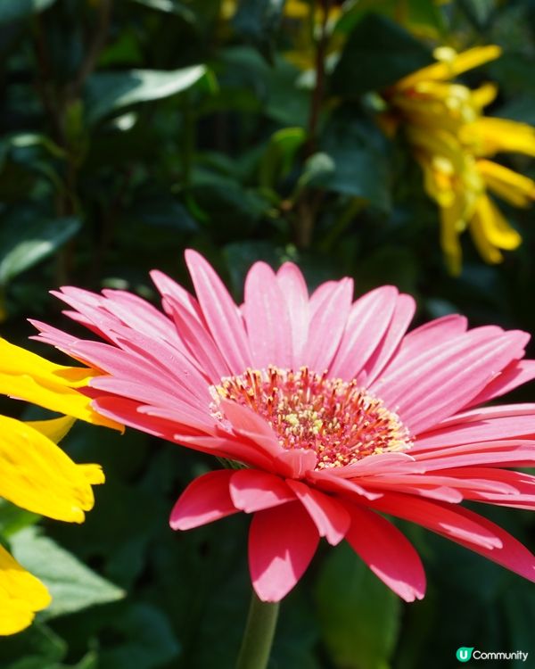 亞洲最熱門旅遊景點 - 濱海灣花園