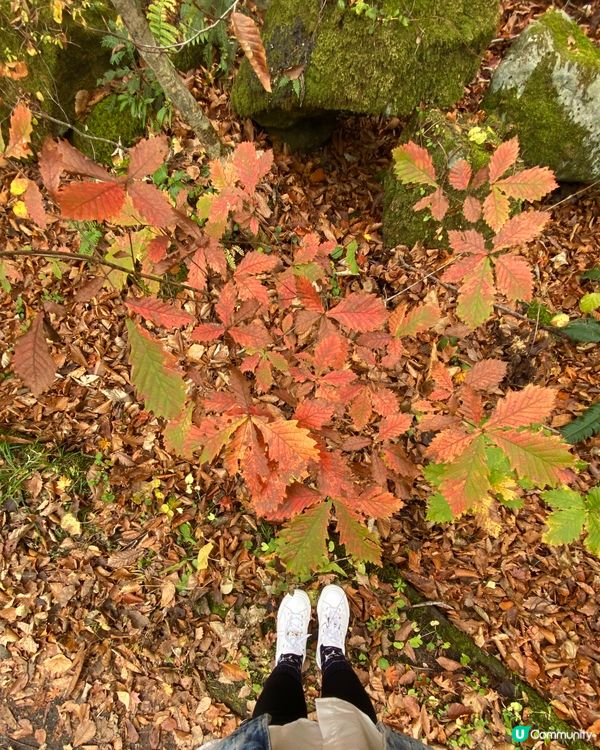 🗺️《開始plan吓》🎌日本青森🍁秋天紅葉美景 