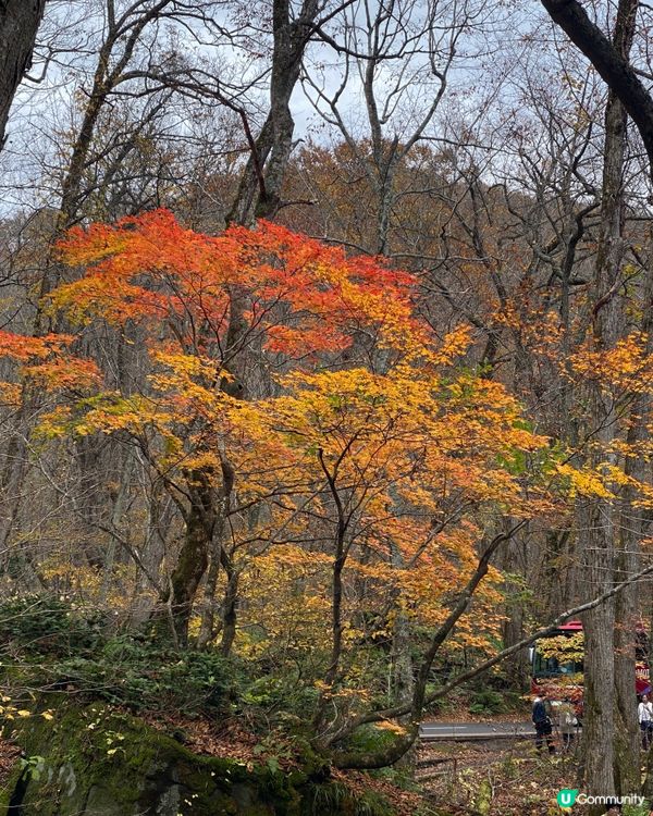 🗺️《開始plan吓》🎌日本青森🍁秋天紅葉美景 