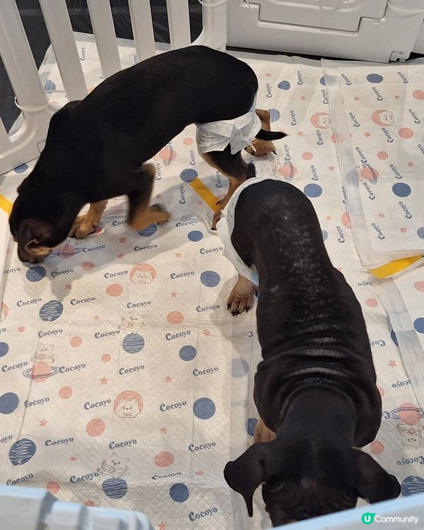 裕美姐姐生日快樂！毛孩招親日等你嚟🥳