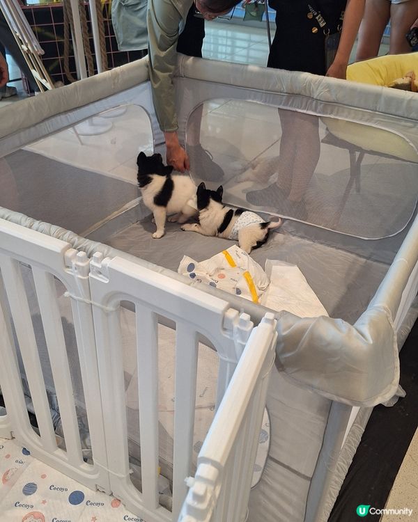 裕美姐姐生日快樂！毛孩招親日等你嚟🥳