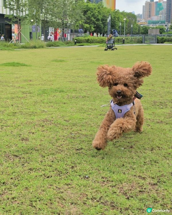 裕美姐姐生日快樂！毛孩招親日等你嚟🥳