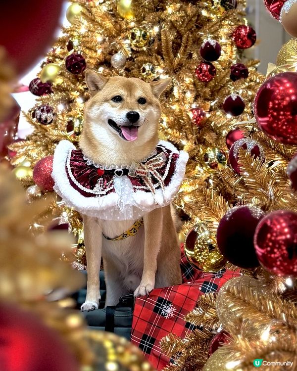 Megabox 聖誕熊啤啤