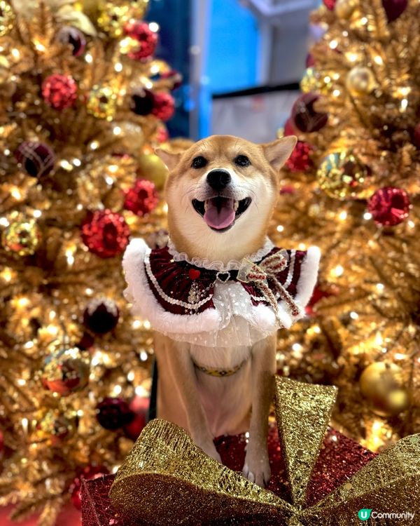 Megabox 聖誕熊啤啤