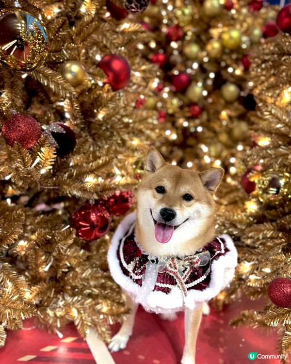 Megabox 聖誕熊啤啤