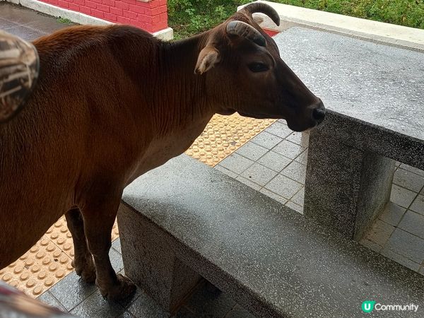 親親牛牛🐂🙈