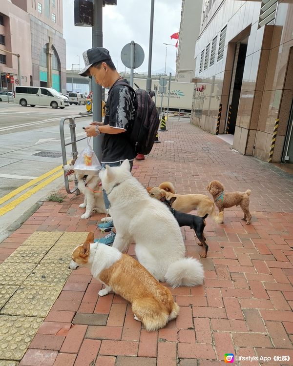 一拖六狗太捧了