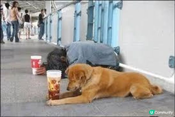 网络乞讨者“大包王朝”林哲