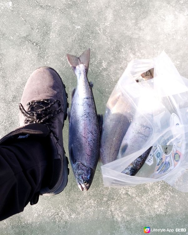 韓國冰釣體驗，自己即釣即食刺身，好玩又抵食