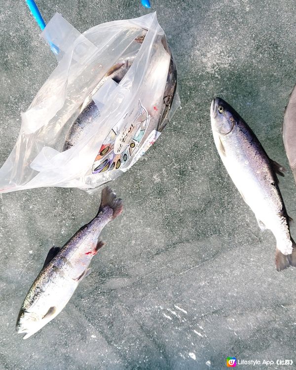 韓國冰釣體驗，自己即釣即食刺身，好玩又抵食