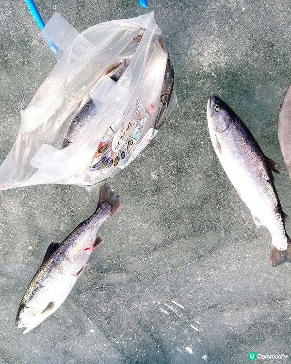 韓國冰釣體驗，自己即釣即食刺身，好玩又抵食