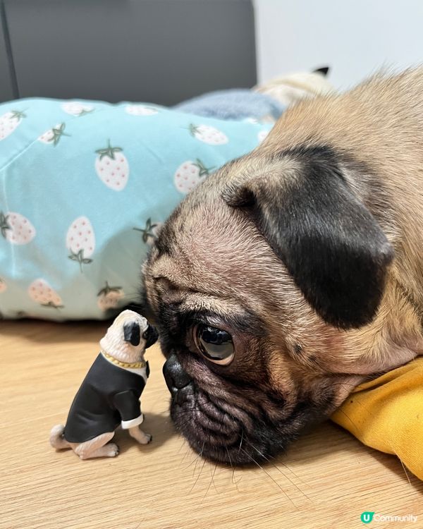 像真度極高3D model🥰迷你版Morby出現啦