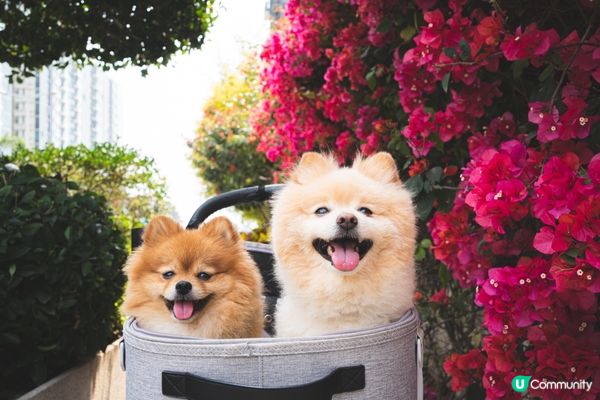 【將軍澳賞花】勒杜鵑