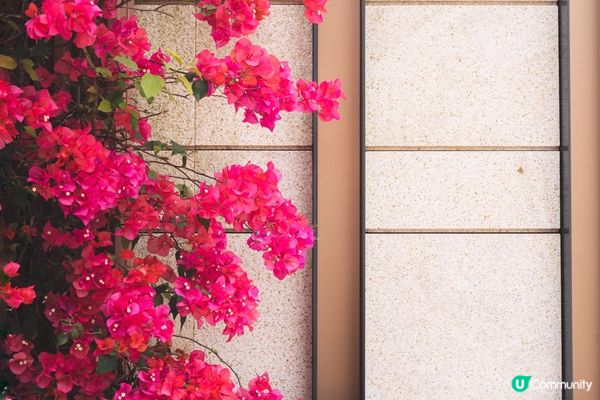 【將軍澳賞花】勒杜鵑