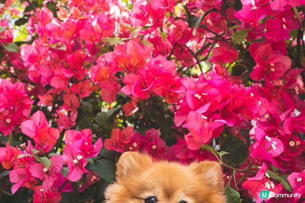 【將軍澳賞花】勒杜鵑