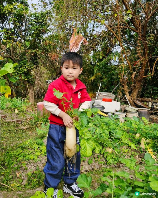 開心圍村蘿蔔糕！🥕🔥