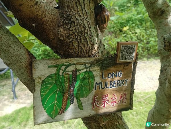 古洞歷史生態遊！ 🌳📸