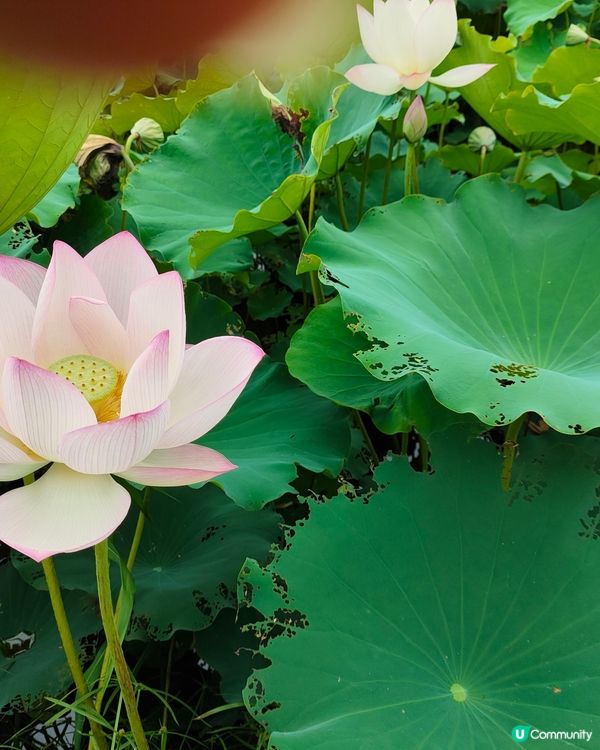 一個新開郊外好地方，上水火車站，再轉十多分鐘小巴，燕崗牌坊落