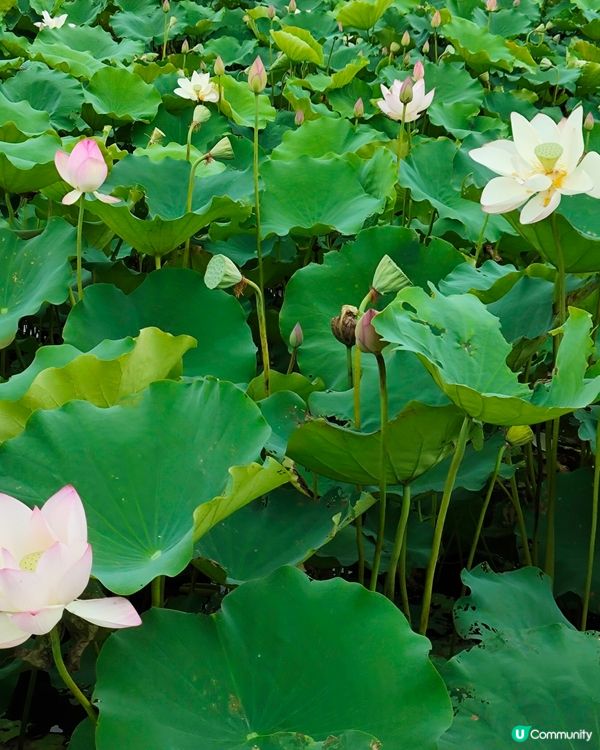 一個新開郊外好地方，上水火車站，再轉十多分鐘小巴，燕崗牌坊落