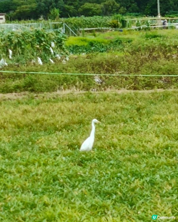 一個新開郊外好地方，上水火車站，再轉十多分鐘小巴，燕崗牌坊落