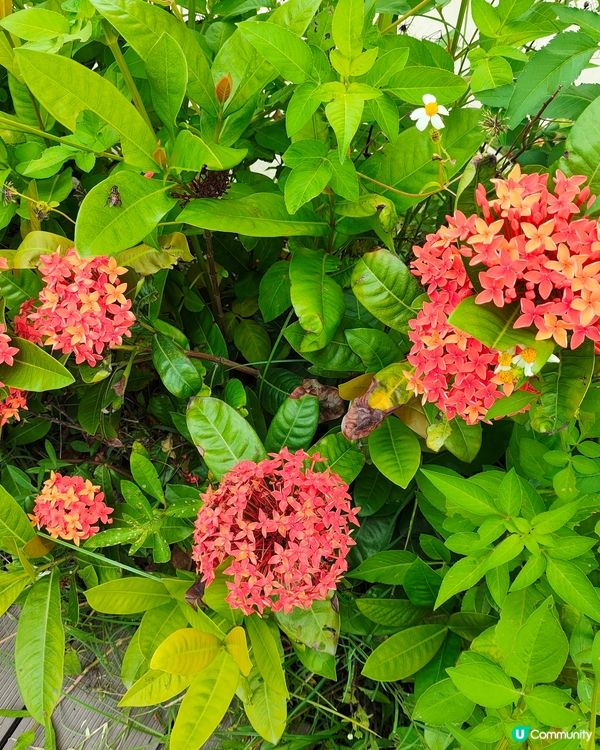 一個新開郊外好地方，上水火車站，再轉十多分鐘小巴，燕崗牌坊落