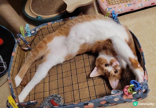 原來你識軟骨功，仲做埋拱橋動作，