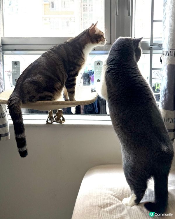 兩兄弟發現目標