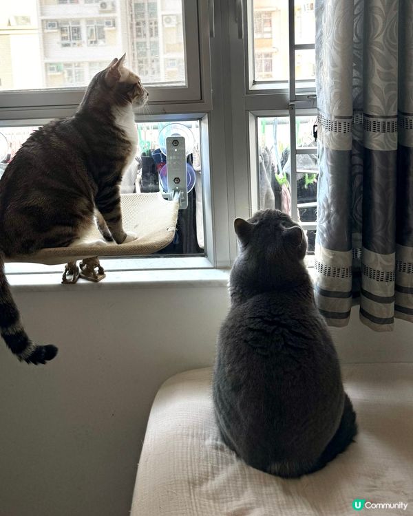 兩兄弟發現目標