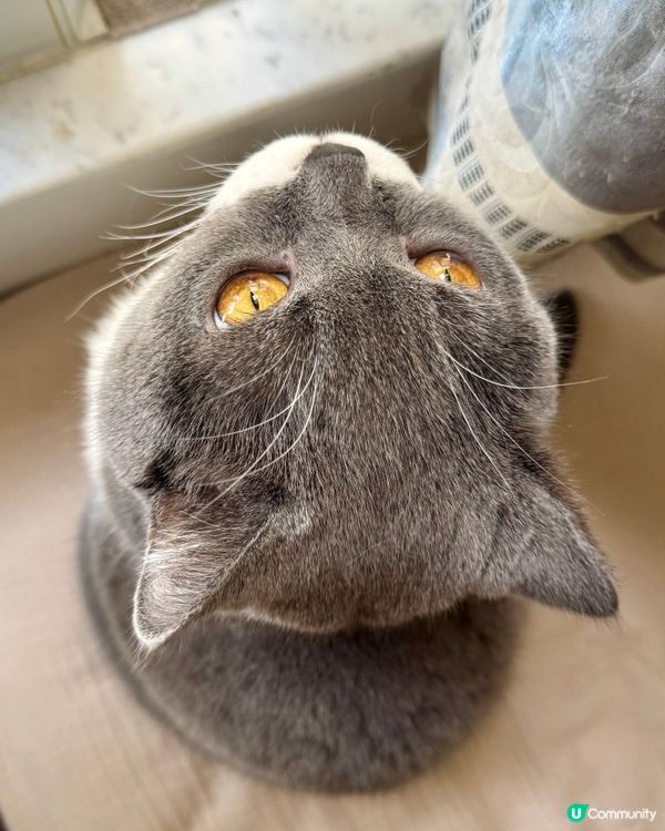 兩兄弟發現目標