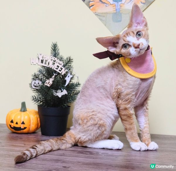 Hello, 我係Relena, 係一隻德文卷毛貓