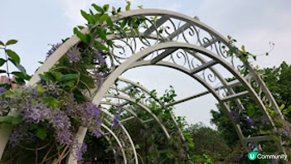 錫葉藤和花旗木