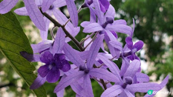 錫葉藤和花旗木