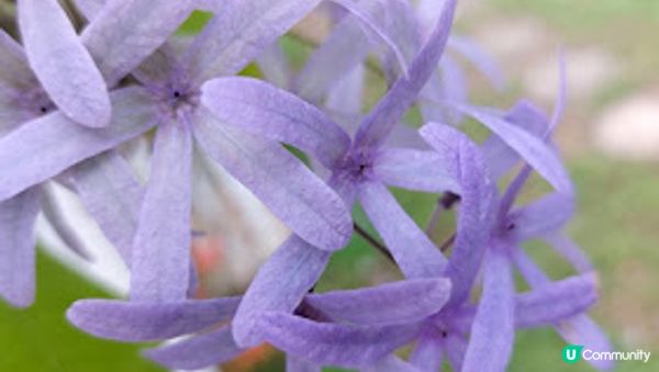 錫葉藤和花旗木