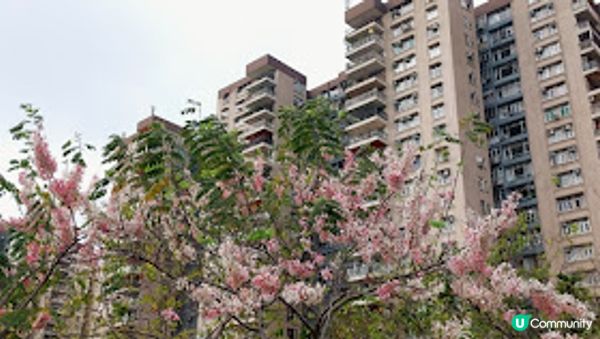 錫葉藤和花旗木