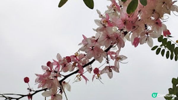 錫葉藤和花旗木