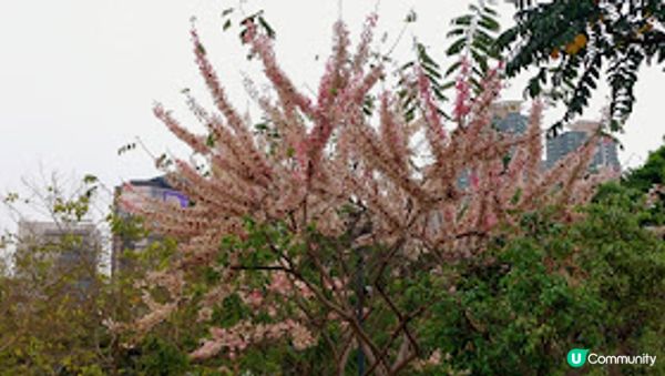 錫葉藤和花旗木