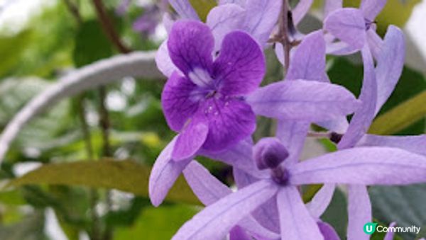 錫葉藤和花旗木