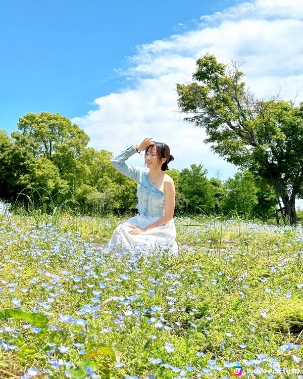 舍人公園 粉碟花