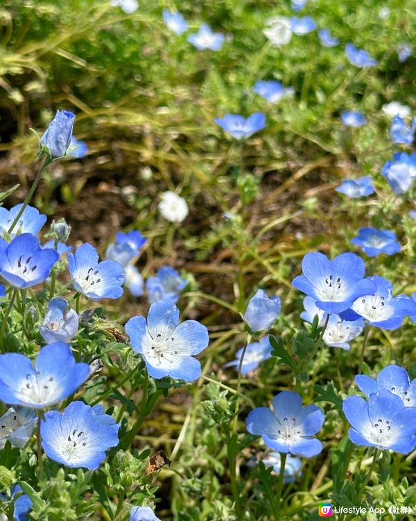 舍人公園 粉碟花