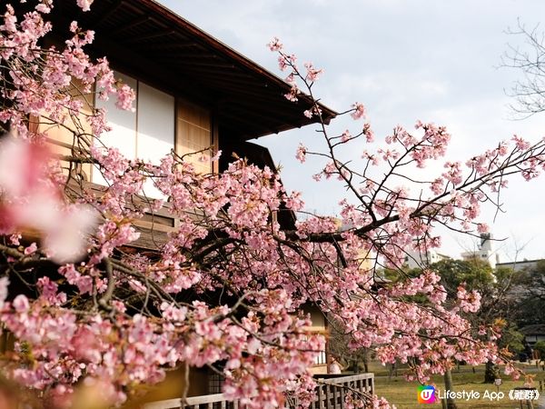涉成園🌸JR京都站附近櫻花景點