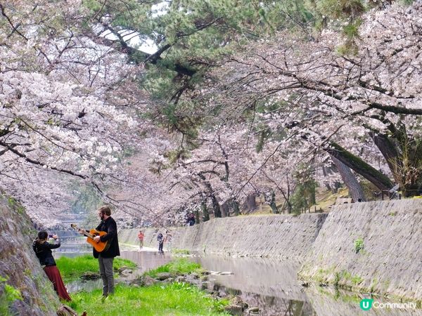神戶近郊🌸櫻花名所