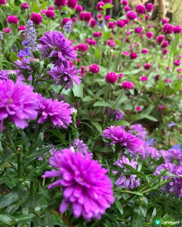 💐🌻我愛花花💐🌻之仙湖植物園花展#深圳花海💐