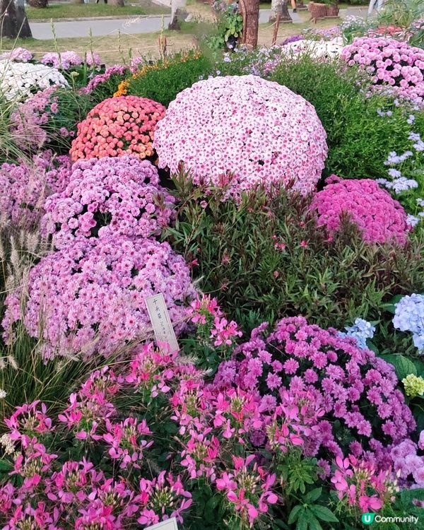 💐🌻我愛花花💐🌻之仙湖植物園花展#深圳花海💐