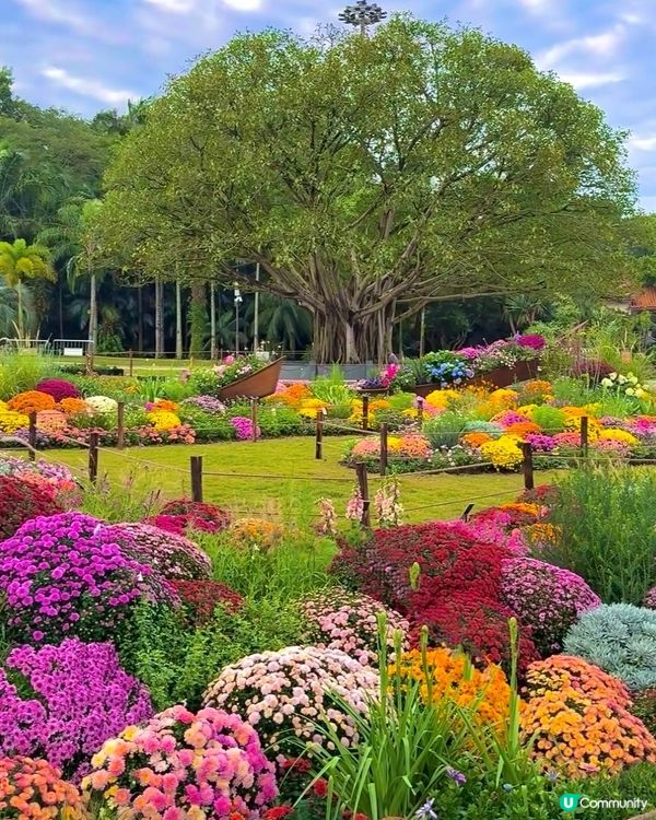 💐🌻我愛花花💐🌻之仙湖植物園花展#深圳花海💐