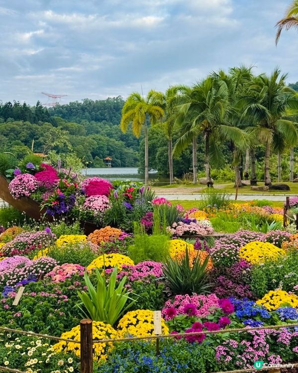 💐🌻我愛花花💐🌻之仙湖植物園花展#深圳花海💐