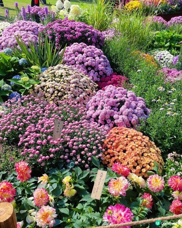 💐🌻我愛花花💐🌻之仙湖植物園花展#深圳花海💐