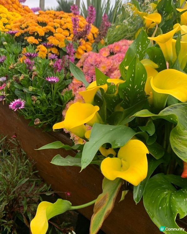 💐🌻我愛花花💐🌻之仙湖植物園花展#深圳花海💐