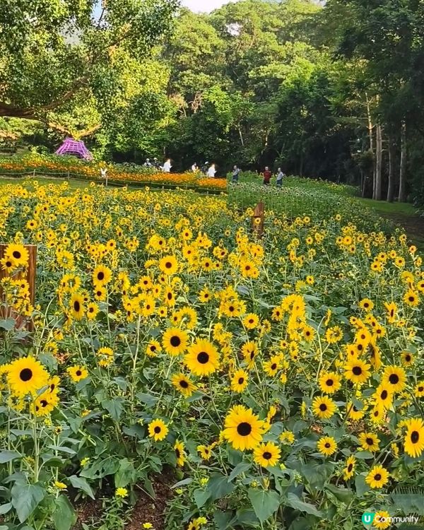 💐🌻我愛花花💐🌻之仙湖植物園花展#深圳花海💐