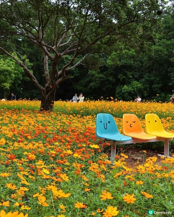 💐🌻我愛花花💐🌻之仙湖植物園花展#深圳花海💐