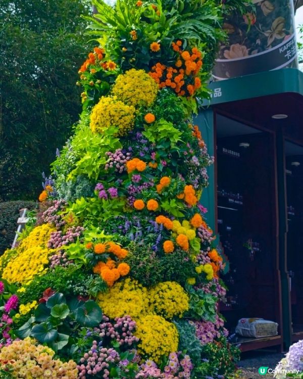 💐🌻我愛花花💐🌻之仙湖植物園花展#深圳花海💐